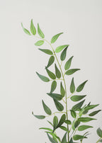 Fake Plants Italian Ruscus Branch - 49"
